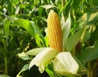 plant2